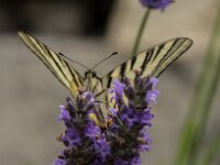 Iphiclides podalirius 111, Koningspage, Saxifraga-Theo Verstrael