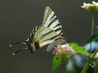Iphiclides podalirius 7, Koningspage, Saxifraga-Theo Verstrael