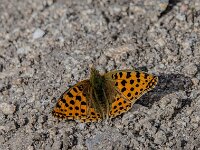 Issoria lathonia 64, Kleine parelmoervlinder, Saxifraga-Theo Verstrael