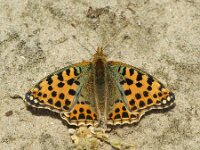 Issoria lathonia 65, Kleine parelmoervlinder, Saxifraga-Theo Verstrael