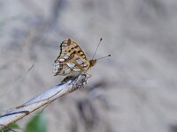 Issoria lathonia 66, Kleine parelmoervlinder, Saxifraga-Theo Verstrael
