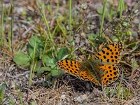 Issoria lathonia 69, Kleine parelmoervlinder, Saxifraga-Theo Verstrael