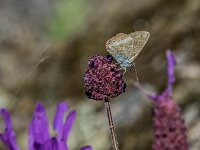 Lampides boeticus 23, Tijgerblauwtje, Saxifraga-Theo Verstrael