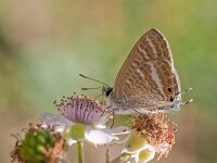 Lampides boeticus 28, Tijgerblauwtje Saxifraga-Lieven Decrick
