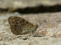 Lasiommata maera 53, Rotsvlinder, Saxifraga-Theo Verstrael