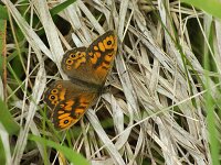 Lasiommata megera 51, Argusvlinder, male, Saxifraga-Theo Verstrael