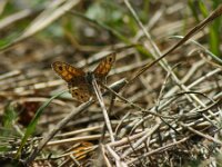 Lasiommata megera 52, Argusvlinder, male, Saxifraga-Theo Verstrael