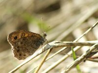 Lasiommata megera 53, Argusvlinder, Saxifraga-Theo Verstrael