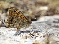 Lasiommata megera 55, Argusvlinder, Saxifraga-Lieven Decrick