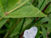 Leptidea sinapsis 51, Boswitje, Saxifraga-Theo Verstrael