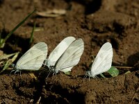 Leptidea sinapsis 52, Boswitje, Saxifraga-Theo Verstrael