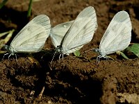 Leptidea sinapsis 53, Boswitje, Saxifraga-Theo Verstrael