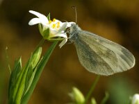 Leptidea sinapsis 54, Boswitje, Saxifraga-Theo Verstrael