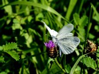 Leptidea sinapsis 55, Boswitje, Saxifraga-Theo Verstrael