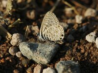 Leptotes pirithous 7, Klein tijgerblauwtje, Saxifraga-Theo Verstrael