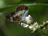 Limenitis camilla 104, Kleine ijsvogelvlinder, Saxifraga-Theo Verstrael