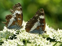 Limenitis camilla 105, Kleine ijsvogelvlinder, Saxifraga-Theo Verstrael