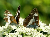 Limenitis camilla 106, Kleine ijsvogelvlinder, Saxifraga-Theo Verstrael