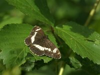 Limenitis camilla 107, Kleine ijsvogelvlinder, Saxifraga-Theo Verstrael