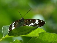 Limenitis camilla 108, Kleine ijsvogelvlinder, Saxifraga-Theo Verstrael