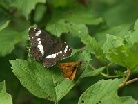 Limenitis camilla 109, Kleine ijsvogelvlinder, Saxifraga-Theo Verstrael