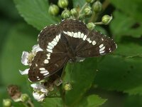 Limenitis camilla 110, Kleine ijsvogelvlinder, Saxifraga-Theo Verstrael