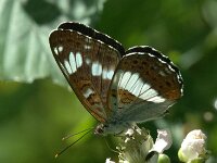 Limenitis camilla 111, Kleine ijsvogelvlinder, Saxifraga-Theo Verstrael