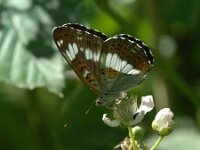 Limenitis camilla 112, Kleine ijsvogelvlinder, Saxifraga-Theo Verstrael
