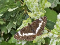 Butterfly White admiral (Limenitis camilla) resting on leaf of oak  Butterfly White admiral (Limenitis camilla) resting on leaf of oak : butterfly, Eurasian white admiral, white admiral, Limenitis camilla, resting, wing, wings, white, brown, leaf, oak, wild, animal, wildlife, insect, nature, natural, outside, outdoor, outdoors, close-up, macro, summer, summertime, no people, nobody, beauty, beauty in nature, single animal