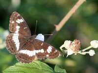 Limenitis camilla 114, Kleine ijsvogelvlinder, Saxifraga-Lieven Decrick