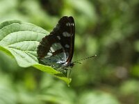 Limenitis reducta 59, Blauwe ijsvogelvlinder, Saxifraga-Theo Verstrael