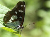 Limenitis reducta 60, Blauwe ijsvogelvlinder, Saxifraga-Theo Verstrael