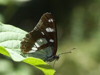 Limenitis reducta 61, Blauwe ijsvogelvlinder, Saxifraga-Theo Verstrael
