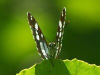 Limenitis reducta 62, Blauwe ijsvogelvlinder, Saxifraga-Theo Verstrael