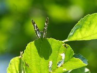 Limenitis reducta 63, Blauwe ijsvogelvlinder, Saxifraga-Theo Verstrael