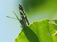 Limenitis reducta 64, Blauwe ijsvogelvlinder, Saxifraga-Theo Verstrael