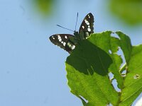 Limenitis reducta 65, Blauwe ijsvogelvlinder, Saxifraga-Theo Verstrael