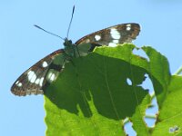 Limenitis reducta 66, Blauwe ijsvogelvlinder, Saxifraga-Theo Verstrael