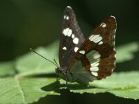 Limenitis reducta 67, Blauwe ijsvogelvlinder, Saxifraga-Theo Verstrael