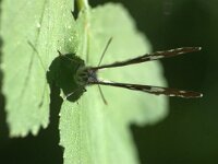 Limenitis reducta 68, Blauwe ijsvogelvlinder, Saxifraga-Theo Verstrael