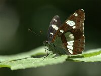 Limenitis reducta 69, Blauwe ijsvogelvlinder, Saxifraga-Theo Verstrael