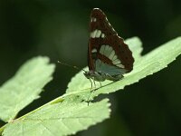 Limenitis reducta 70, Blauwe ijsvogelvlinder, Saxifraga-Theo Verstrael