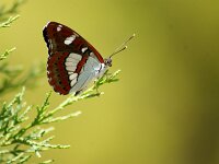 Limenitis reducta 71, Blauwe ijsvogelvlinder, Saxifraga-Theo Verstrael