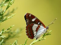 Limenitis reducta 72, Blauwe ijsvogelvlinder, Saxifraga-Theo Verstrael