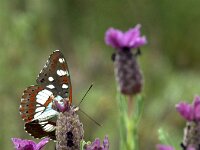 Limenitis reducta 73 Blauwe ijsvogelvlinder, Saxifraga-Theo Verstrael