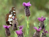 Limenitis reducta 74, Blauwe ijsvogelvlinder, Saxifraga-Theo Verstrael