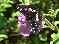 Limenitis reducta 75, Blauwe ijsvogelvlinder, Saxifraga-Theo Verstrael