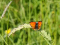 Lycaena dispar 34, Grote vuurvlinder, male, Saxifraga-Theo Verstrael