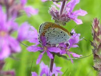 Lycaena dispar 35, Grote vuurvlinder, female, Saxifraga-Theo Verstrael