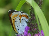 Lycaena dispar 36, Grote vuurvlinder, female, Saxifraga-Theo Verstrael